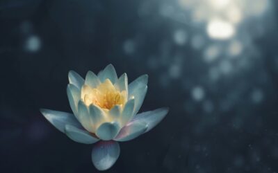 seerose wasserbett seerose