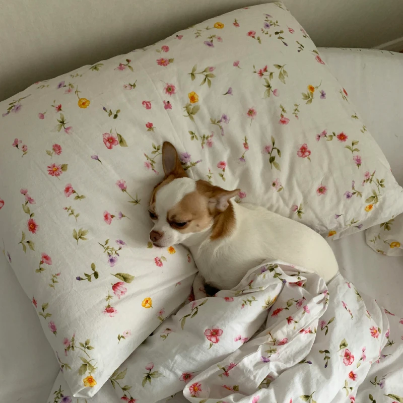 HundeBild Ein kleiner Hund der in einem Bett schläft.